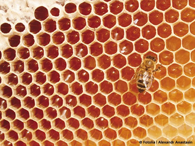 Carstens-Stiftung: Natürliches Antibiotikum Honig