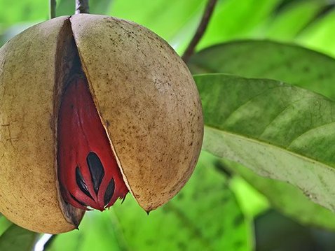 Muskatnuss als Arzneimittel