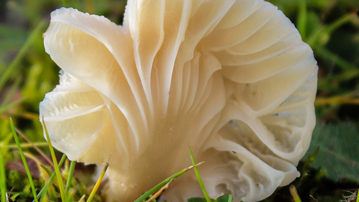 Cholesterin senken? Austernpilze essen!