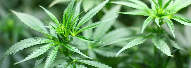 Carstens-Stiftung: Cannabis führt früher zu Psychosen