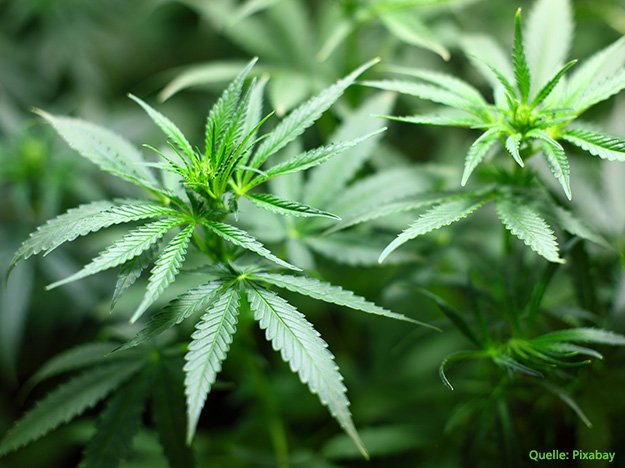 Carstens-Stiftung: Cannabis führt früher zu Psychosen