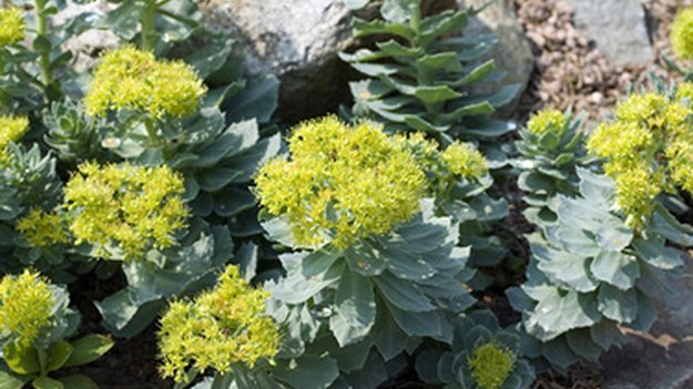 Carstens-Stiftung: Rosenwurz macht die Lunge frei