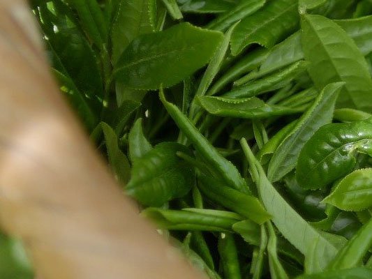 Grüner Tee bei der Behandlung von Diabetes erfolgreich?