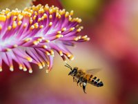 Carstens-Stiftung: Honig bei Wundheilung