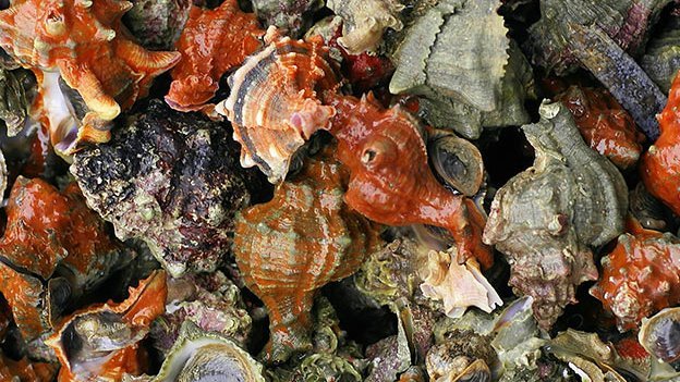 Carstens-Stiftung: Anti-Krebs-Mittel aus dem Meer?