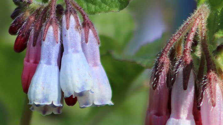 Beinwell hilft bei Rückenschmerzen