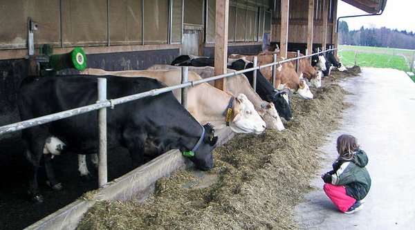 Homöopathie in der Tiermedizin