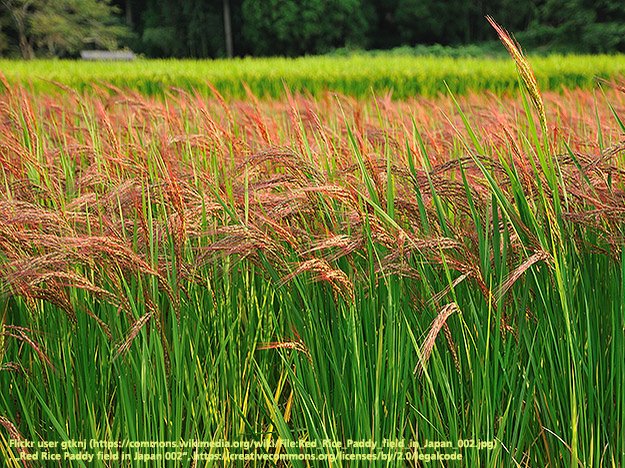 Carstens-Stiftung: Roter Reis als natürlicher Cholesterinsenker?