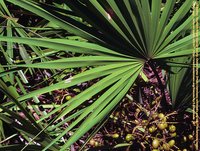 Carstens-Stiftung: Die Behandlung einer Prostatavergrößerung mit Extrakten der Sägepalme.