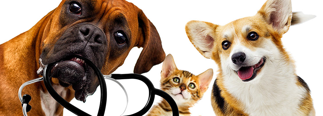 Carstens-Stiftung: Top 10 Homöopathie für Hund und Katze