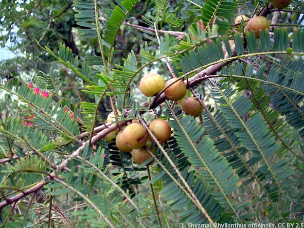 Carstens-Stiftung: Pflanzlicher Säurehemmer lindert Reflux-Beschwerden