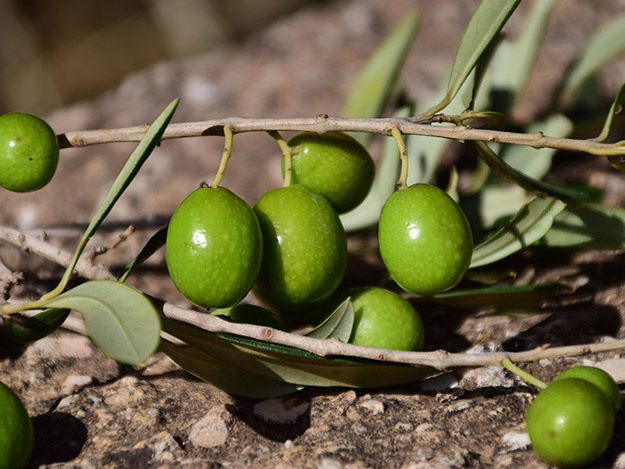 Carstens-Stiftung: Olivenblätter gegen Knieschmerzen