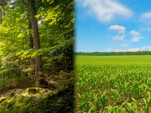 Carstens-Stiftung: Wald oder Feld in der Patientenversorgung?